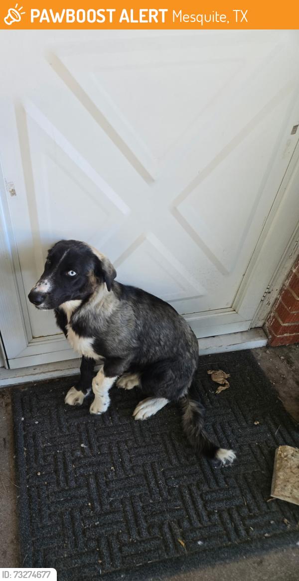 Found/Stray Unknown Dog last seen Barbara and Diane st, Mesquite, TX 75149