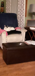 Lost Female Cat last seen Poepping, Green Park, MO 63123