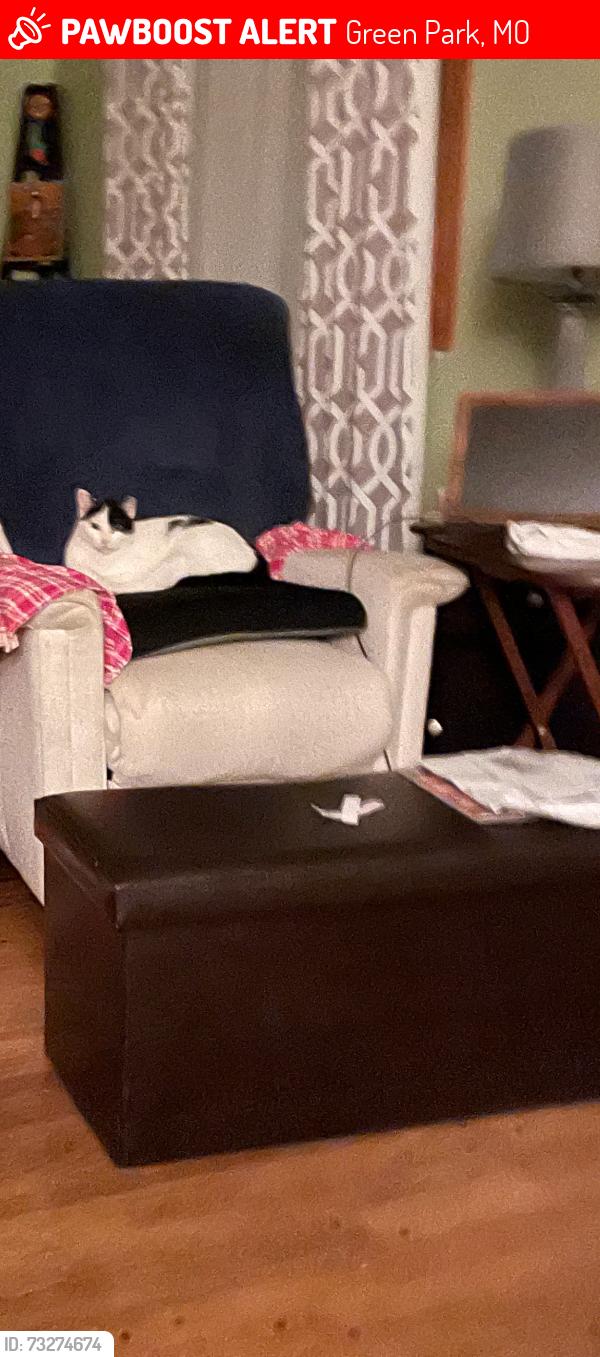 Lost Female Cat last seen Poepping, Green Park, MO 63123