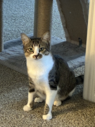Reunited Female Cat last seen Osuna and Eubank, Albuquerque, NM 87111