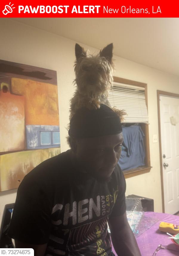 Lost Male Dog last seen France St, New Orleans, LA 70117