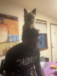 Lost Male Dog last seen France St, New Orleans, LA 70117