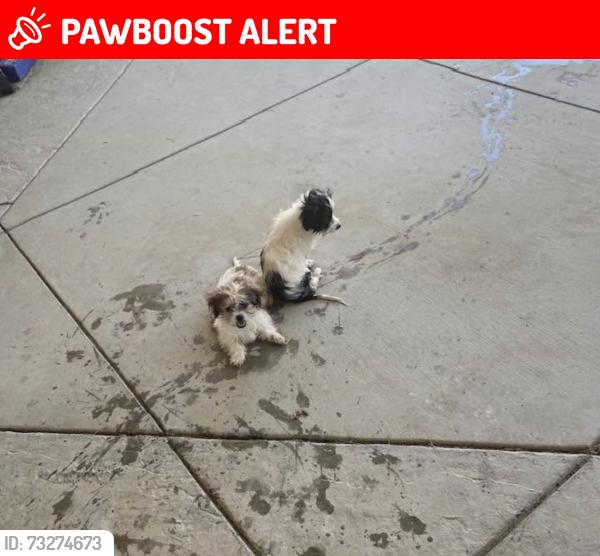 Lost Unknown Dog last seen 98th st and S10, Los Angeles County, CA 93543