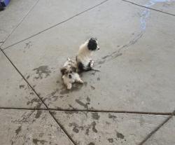 Lost Unknown Dog last seen 98th st and S10, Los Angeles County, CA 93543