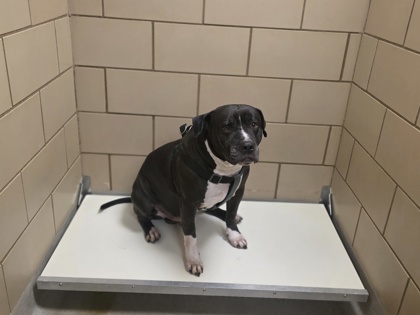 Shelter Stray Male Dog last seen Near Via Miramonte, 75150, TX, 1650 Gross Rd, Mesquite, TX 75149, USA