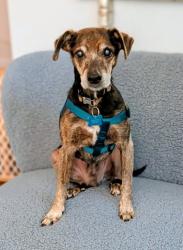 Shelter Stray Male Dog last seen Near Knollberry Lane, 30034, GA, 3280 Chamblee Dunwoody Rd, Chamblee, GA 30341, USA
