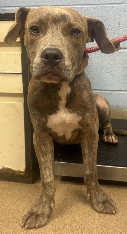 Shelter Stray Male Dog last seen Near Medena Way Lithonia, 30038, 30038, GA, 3280 Chamblee Dunwoody Rd, Chamblee, GA 30341, USA
