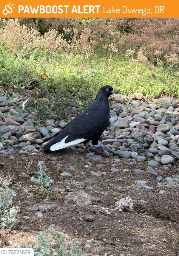 Found/Stray Unknown Bird last seen Hallinan Neighborhood, Lake Oswego, OR 97034