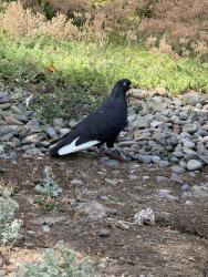 Found/Stray Unknown Bird last seen Hallinan Neighborhood, Lake Oswego, OR 97034