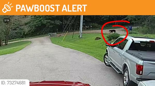 Found/Stray Female Dog last seen In this area - the bear was different day, Buncombe County, NC 28748