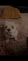 Lost Male Dog last seen Vare ave, Philadelphia, PA 19145