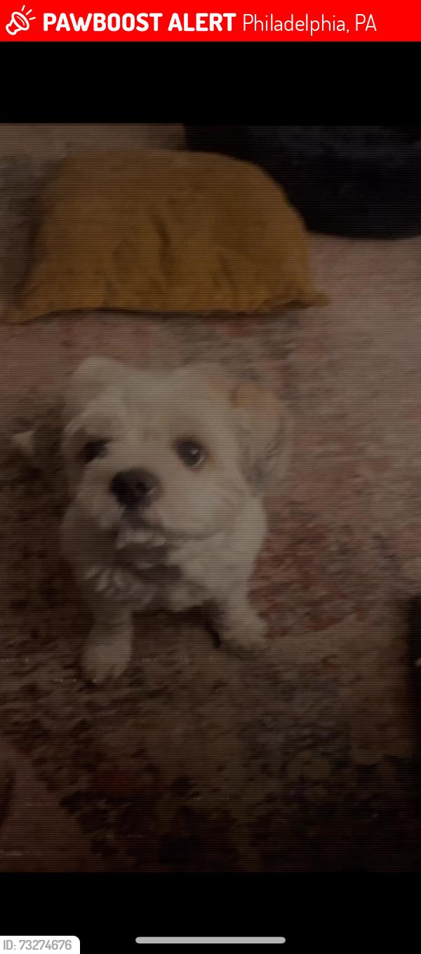 Lost Male Dog last seen Vare ave, Philadelphia, PA 19145