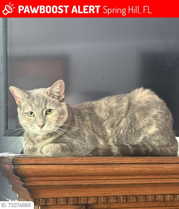Lost Female Cat last seen Noddy Turn Road and Bahama Swallow, Spring Hill, FL 34613