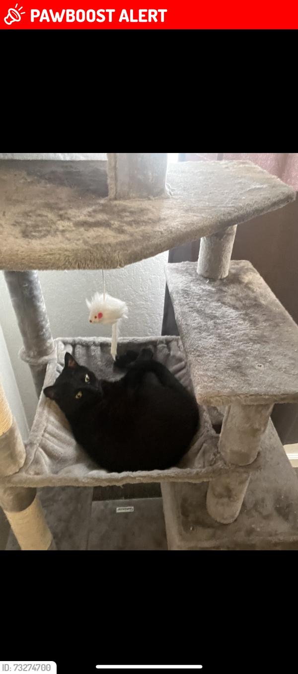 Lost Male Cat last seen Greenbrier Road & Key Largo Street, West Sacramento, CA 95691