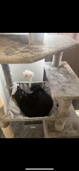 Lost Male Cat last seen Greenbrier Road & Key Largo Street, West Sacramento, CA 95691