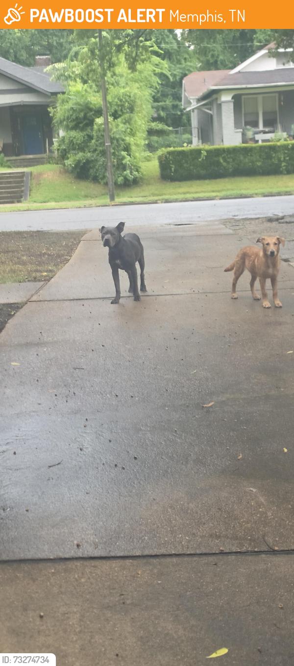 Found/Stray Unknown Dog last seen Near faxon ave, Memphis, TN 38104