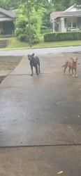 Found/Stray Unknown Dog last seen Near faxon ave, Memphis, TN 38104