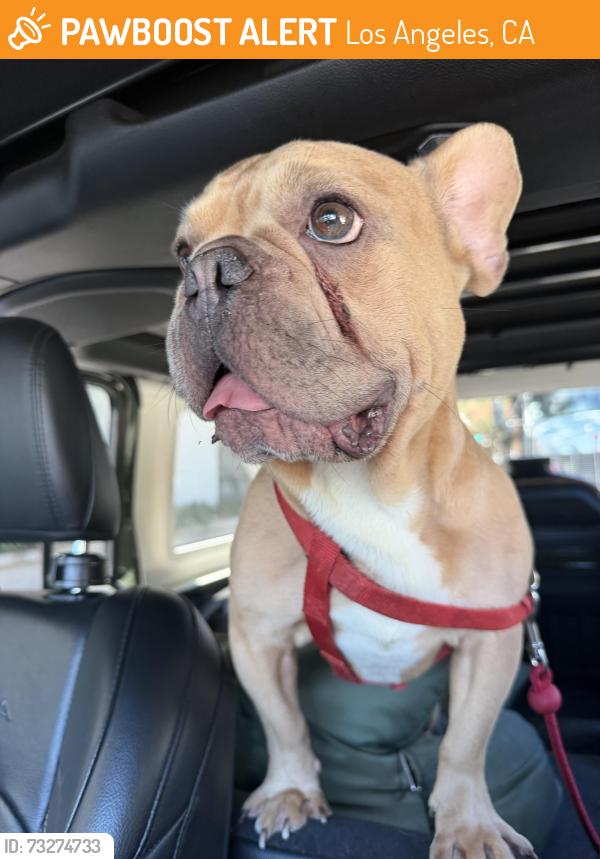 Found/Stray Male Dog last seen Stadium Way, Los Angeles, CA 90026
