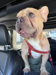Found/Stray Male Dog last seen Stadium Way, Los Angeles, CA 90026