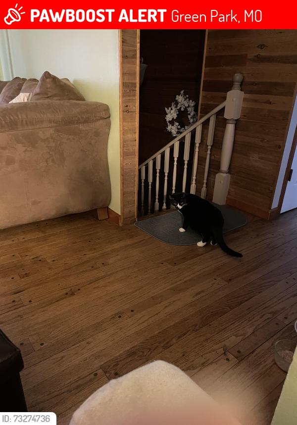 Lost Female Cat last seen Poepping, Green Park, MO 63123