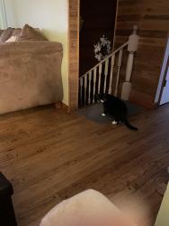 Lost Female Cat last seen Poepping, Green Park, MO 63123