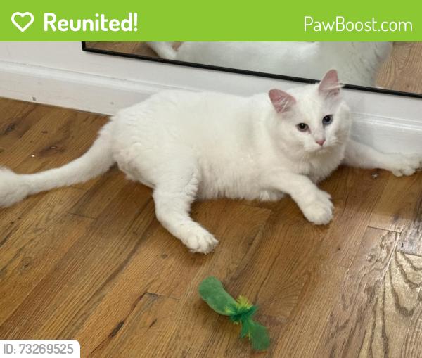Reunited Female Cat last seen Dyckman, New York, NY 10034