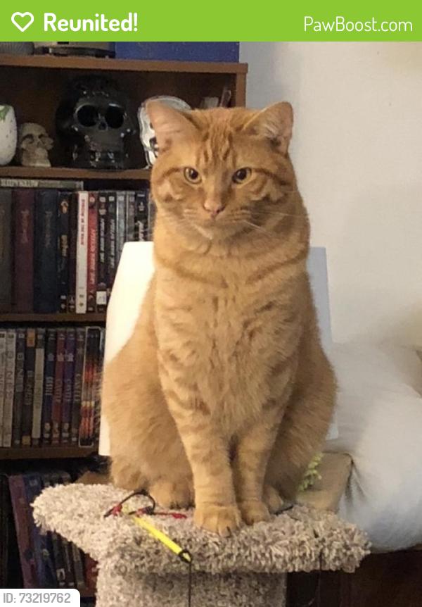 Reunited Male Cat last seen Sterling drive, Iowa City, IA 52240