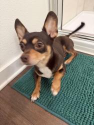 Reunited Male Dog last seen Near Hilltop Groves Blvd, Clermont, FL 34711, USA, Clermont, FL 34711