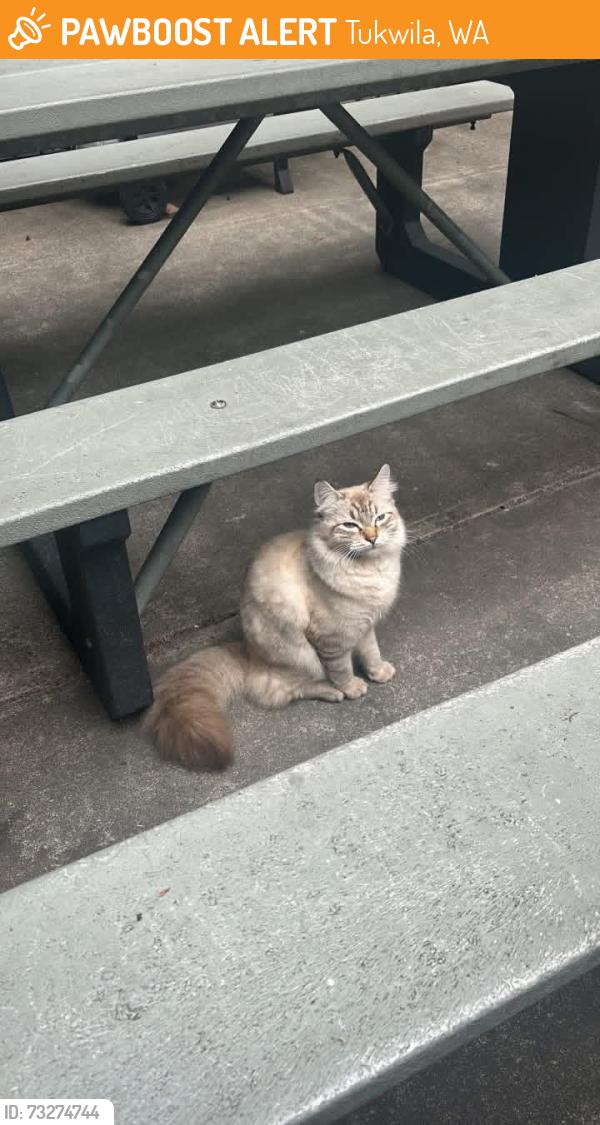 Found/Stray Female Cat last seen Extended Stay, Tukwila, WA 98188