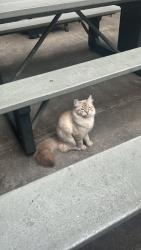 Found/Stray Female Cat last seen Extended Stay, Tukwila, WA 98188