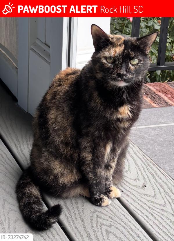 Lost Female Cat last seen Augusta Place at Laura Creek, Rock Hill, SC 29732