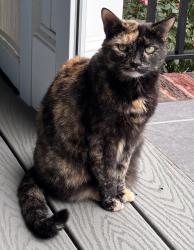 Lost Female Cat last seen Augusta Place at Laura Creek, Rock Hill, SC 29732