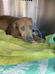 Shelter Stray Female Dog last seen TX, 7201 Levander Loop bldg a, Austin, TX 78702, USA