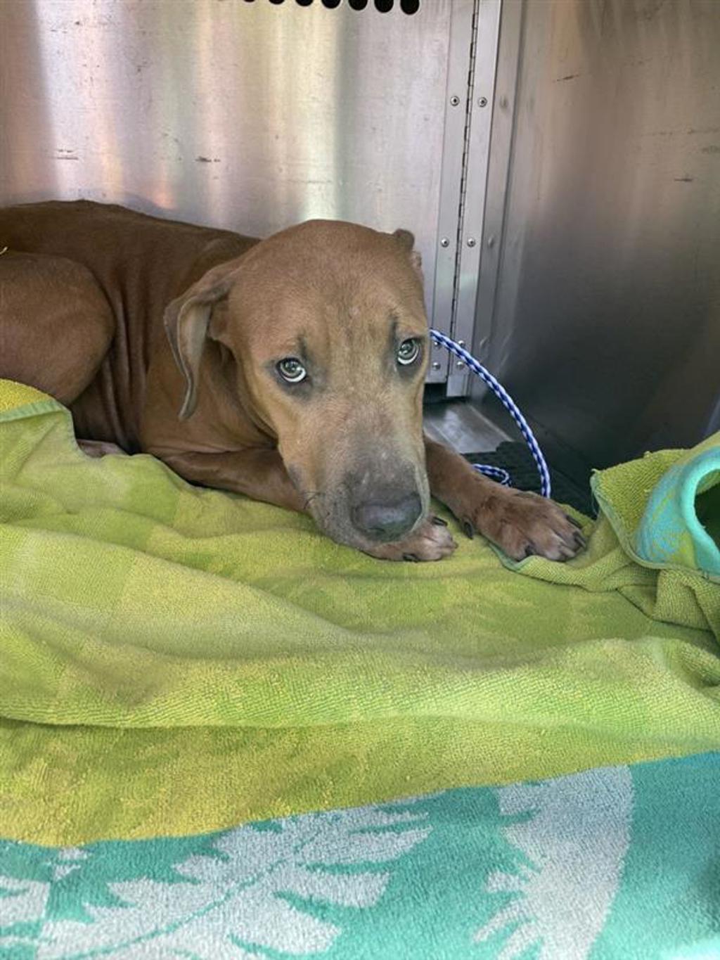 Shelter Stray Female Dog last seen TX, 7201 Levander Loop bldg a, Austin, TX 78702, USA