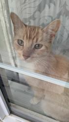 Lost Female Cat last seen The intersection of McKercher Drive and Heritage Crescent, as well as the cul-de-sac of Tait Court., Saskatoon, SK S7H 5L3