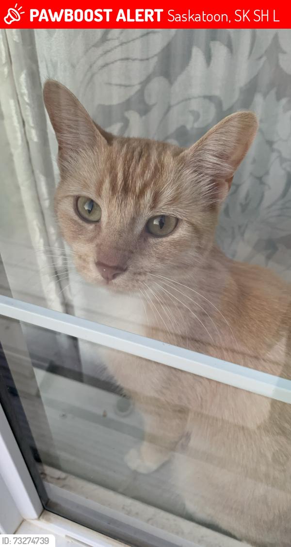 Lost Female Cat last seen The intersection of McKercher Drive and Heritage Crescent, as well as the cul-de-sac of Tait Court., Saskatoon, SK S7H 5L3