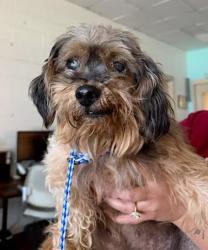 Shelter Stray Male Dog last seen Near Farm To Market Road 812, AUSTIN, TX, 78719, 7201 Levander Loop bldg a, Austin, TX 78702, USA