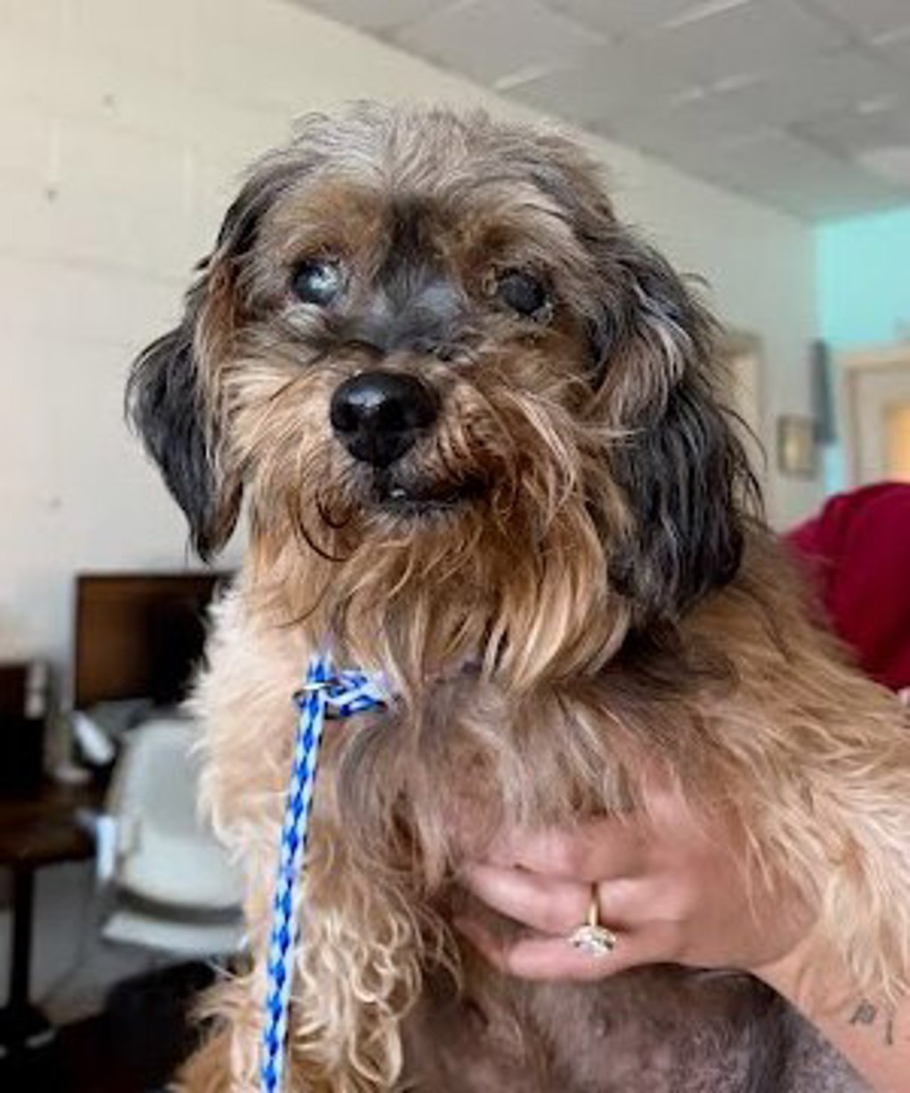 Shelter Stray Male Dog last seen Near Farm To Market Road 812, AUSTIN, TX, 78719, 7201 Levander Loop bldg a, Austin, TX 78702, USA