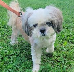 Shelter Stray Female Dog last seen Near Quebec Street, SEVERN, MD, 21144, 411 Maxwell Frye Rd, Millersville, MD 21108, USA
