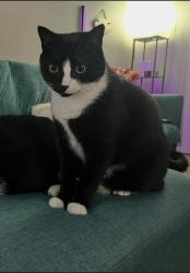 Lost Male Cat last seen The palms at marsh landing, Valencia home cndmniums, Heron Walk apmts, JTB, Jacksonville Beach, FL 32250