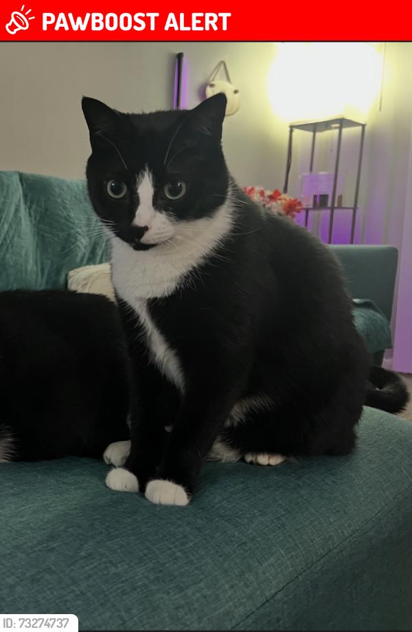 Lost Male Cat last seen The palms at marsh landing, Valencia home cndmniums, Heron Walk apmts, JTB, Jacksonville Beach, FL 32250