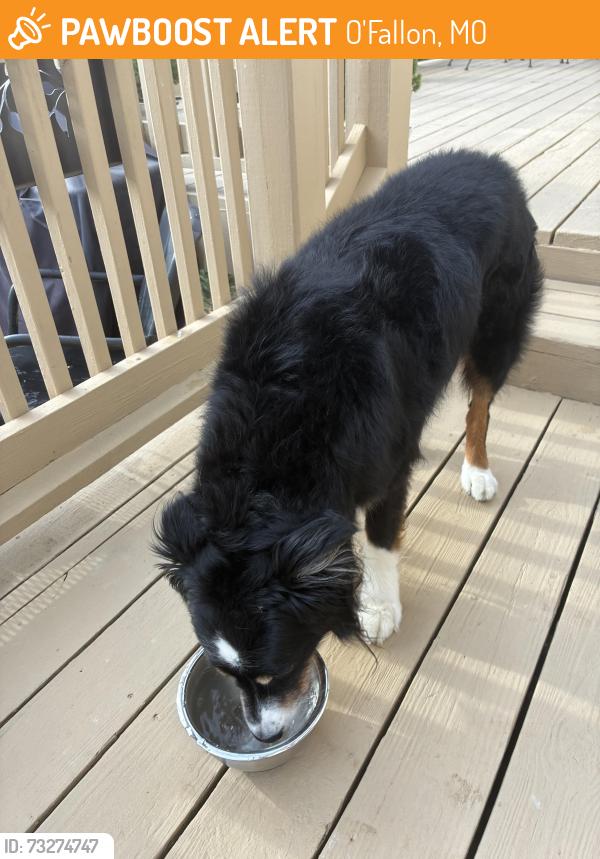 Found/Stray Unknown Dog last seen Sweetbay Dr and Beech Ct, O'Fallon, MO 63368