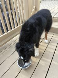Found/Stray Unknown Dog last seen Sweetbay Dr and Beech Ct, O'Fallon, MO 63368