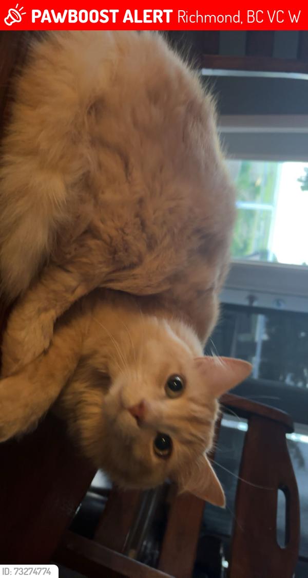 Lost Male Cat last seen Dyke, Richmond, BC V7C 1W4
