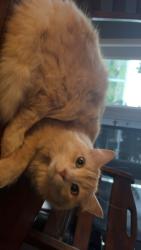Lost Male Cat last seen Dyke, Richmond, BC V7C 1W4