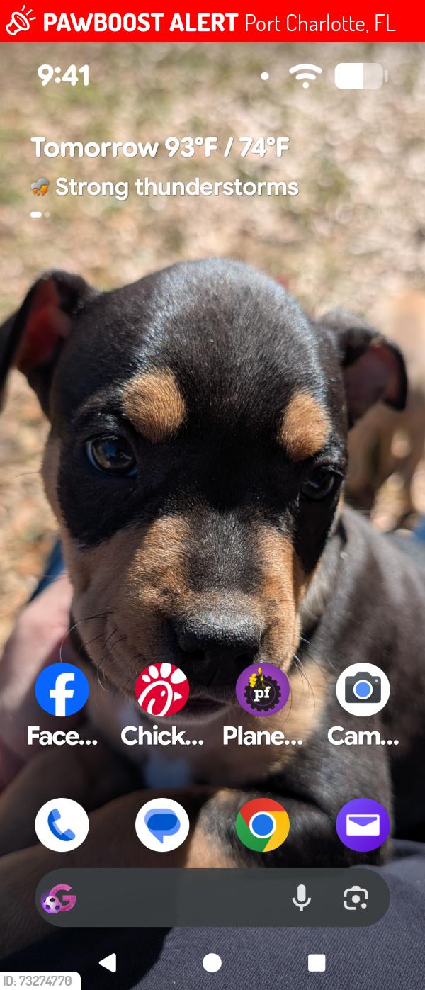 Lost Female Dog last seen Beacon and olean, Port Charlotte, FL 33952