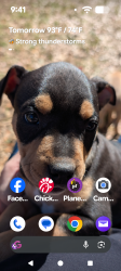 Lost Female Dog last seen Beacon and olean, Port Charlotte, FL 33952