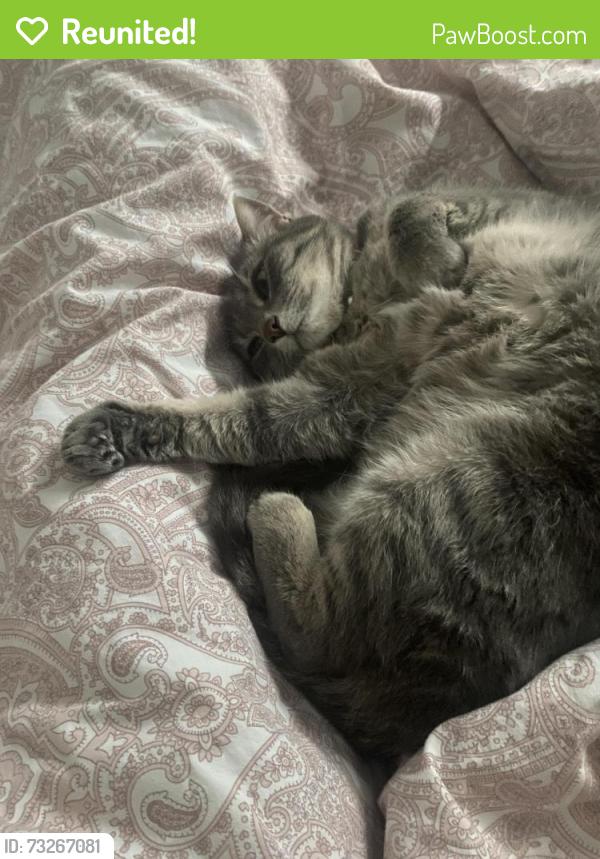 Reunited Female Cat last seen Home Fence, Calgary, AB T2Y 3Z2