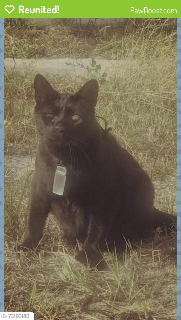 Reunited Male Cat last seen Trouble creek, New Port Richey, FL 34652