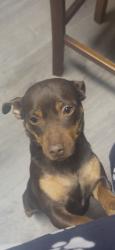 Lost Female Dog last seen Milgeo Ave/Sunrise Ave, Ripon, CA 95366
